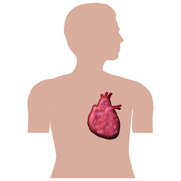 Heart 2