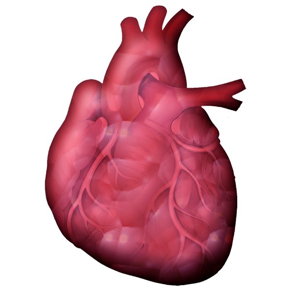 Heart